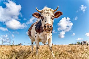 Curious cow by Dick van der Veer