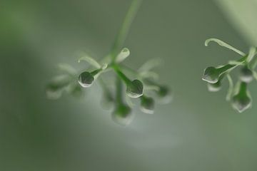 Groene bloemknoppen in het groen van whmpictures .com