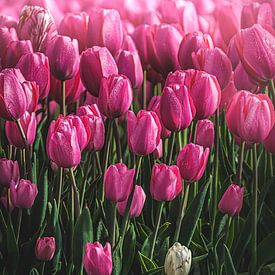 Roze tulpen van rosstek ®