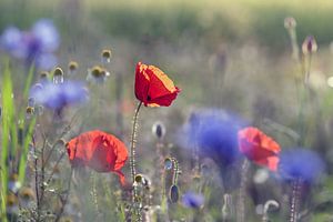 Papaver in het korenveld van Kurt Krause