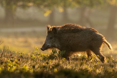 Wild boar in the golden hour by Lars Korzelius