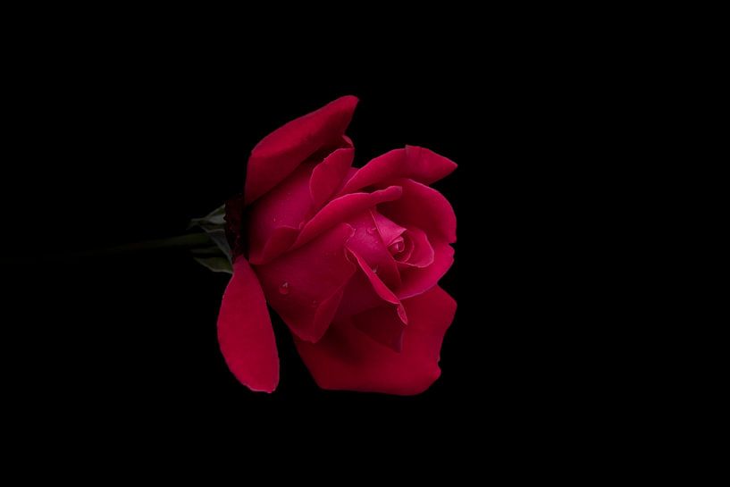rote Rose auf schwarzem Hintergrund von Ribbi