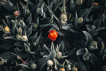 Red Tulip van Erik Lei