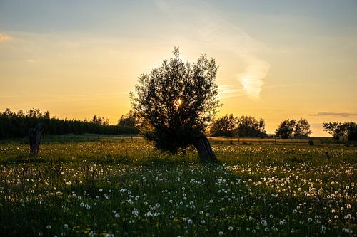 Alte Weide in einem Blumenfeld bei Sonnenuntergang