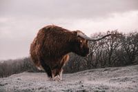 Schotse Hooglander in winters landschap