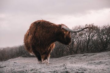 Schotse Hooglander in winters landschap van Eefje John