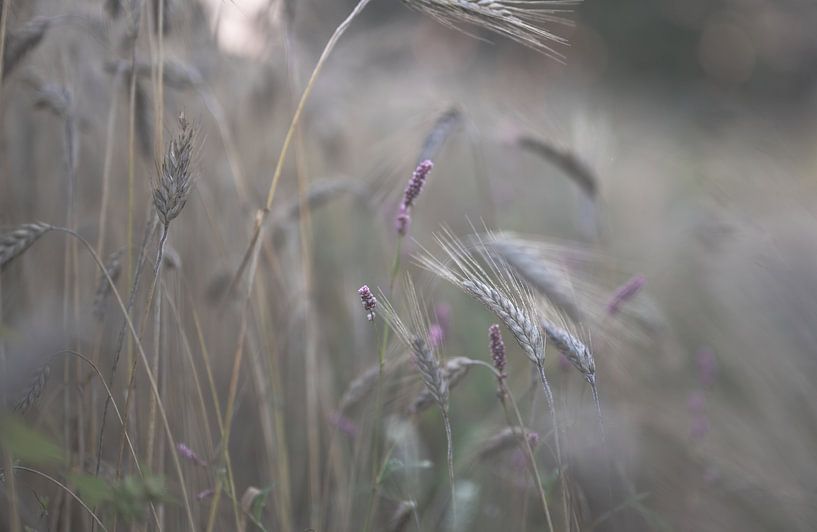 Mais und rosa Blumen von Tania Perneel