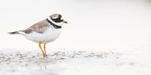 Bontbekplevier op het strand