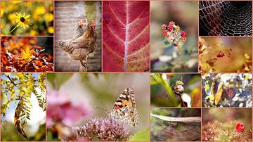 Collage &Zitat;Altweibersommer&Zitat; von Els Fonteine