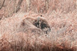 Wisent in sprookjesachtig landschap | Slikken van de Heen, Zeeland | wildlife Nederland van Dylan gaat naar buiten