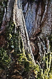 Tree Trunk Structures No. 09