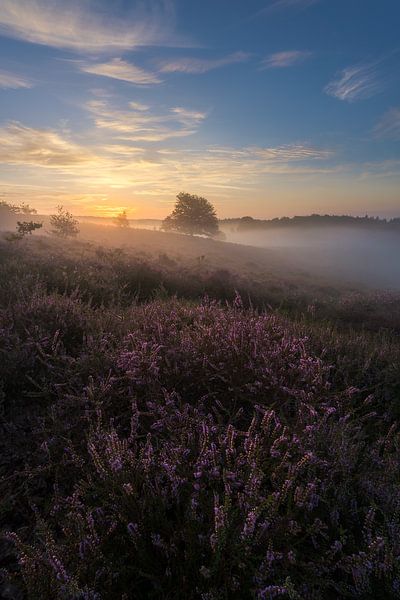 Lights Melody by Jeroen Lagerwerf
