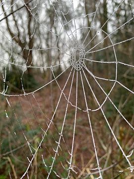 Spinnenweb  van Janneke Bijl