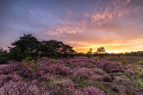 Zonsondergang op de paarse heidevelden!