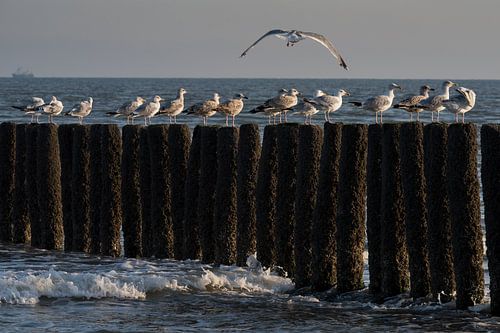 Meeuwen op de Golfbrekers  in Cadzand, Zeeland (net na zonsopgang)