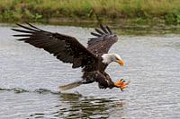 hunting bald eagle