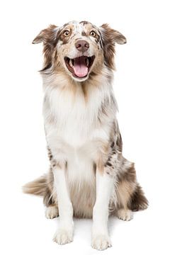 Grappige australian shepherd hond met een brede glimlach op de snuit van Leoniek van der Vliet