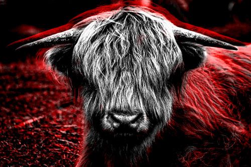 Schotse Hooglander Rood