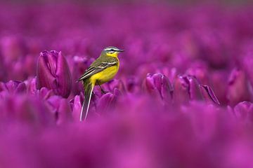 Yellow wagtail on purple bulb field by Vincent Verkuil