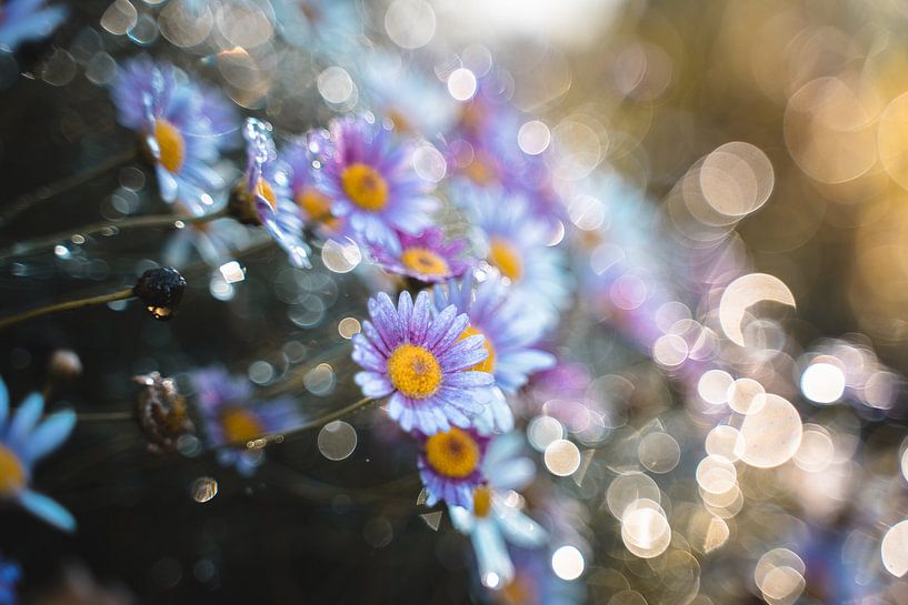 Bokeh Art by Hello Pompoyo