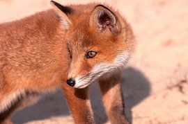 Welpje van Carla Eekels