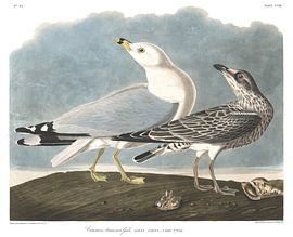 Goéland à Bec Cerclé