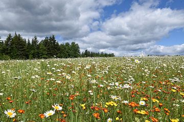 Een veld in bloei onder een zomerse hemel van Claude Laprise