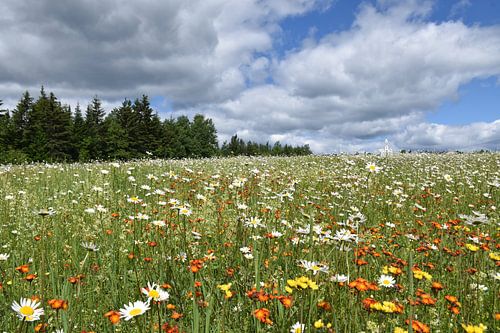 Een veld in bloei onder een zomerse hemel