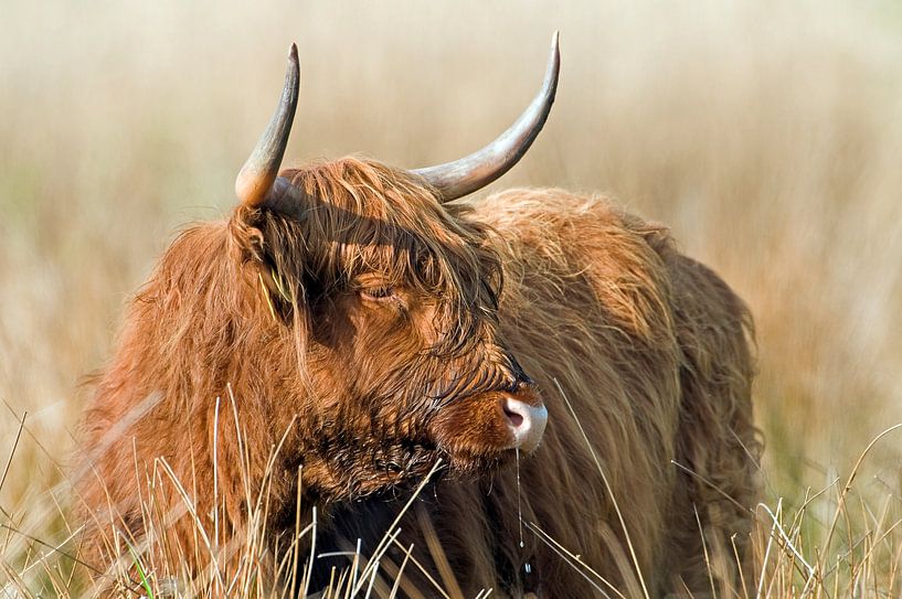 Schotse Hooglander (bos taurus) tijdens zonsondergang van Marcel van Kammen