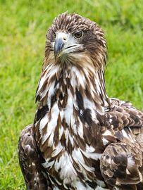 Pygargue à queue blanche d'Europe sur Loek Lobel