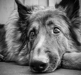 Doggy von Vivian van den Ende