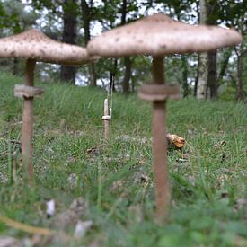Reuzepaddestoelen by Marc Vriese