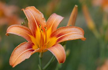 Heldere daglelie in de tuin