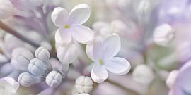 Flieder von Violetta Honkisz