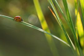 La promenade d'une coccinelle sur Ingrid Leegte