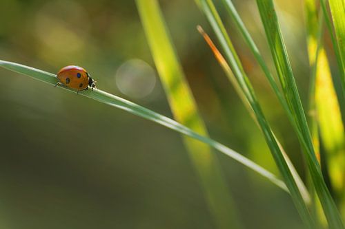 La promenade d'une coccinelle sur Ingrid Leegte