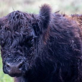 Mouches sur le nez sur Joke van Bemmel