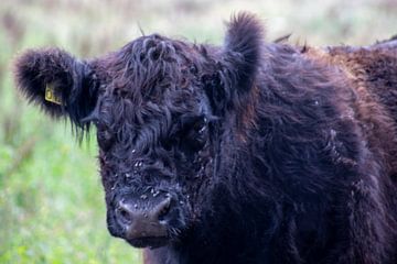 Vliegjes op de neus van Joke van Bemmel