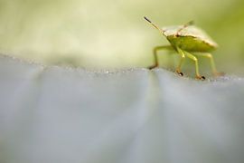 bug by Marko Sarcevic