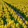 Eenzaam rode tulp tussen vele gele tulpen van Erik Keuker