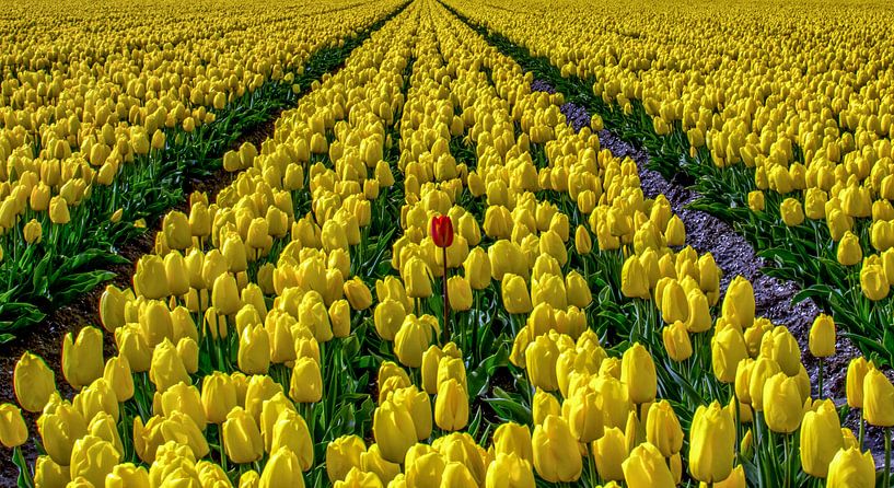 Lonely red tulip between many yellow tulips by Erik Keuker