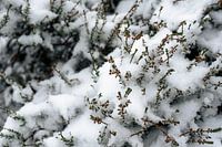 Photo de détail de la neige