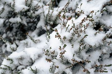 Sneeuw detail foto van Hans Hebbink