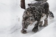 De sneeuwluipaard besluipt het pad, een grote en sterke kat die sneeuw besnuffelt... van Michael Semenov thumbnail