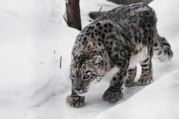 De sneeuwluipaard besluipt het pad, een grote en sterke kat die sneeuw besnuffelt... van Michael Semenov