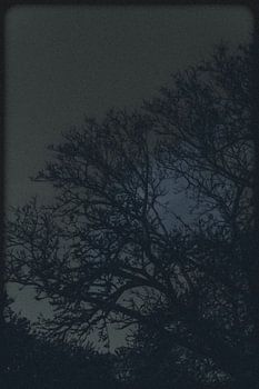 Mitternachtssilhouetten