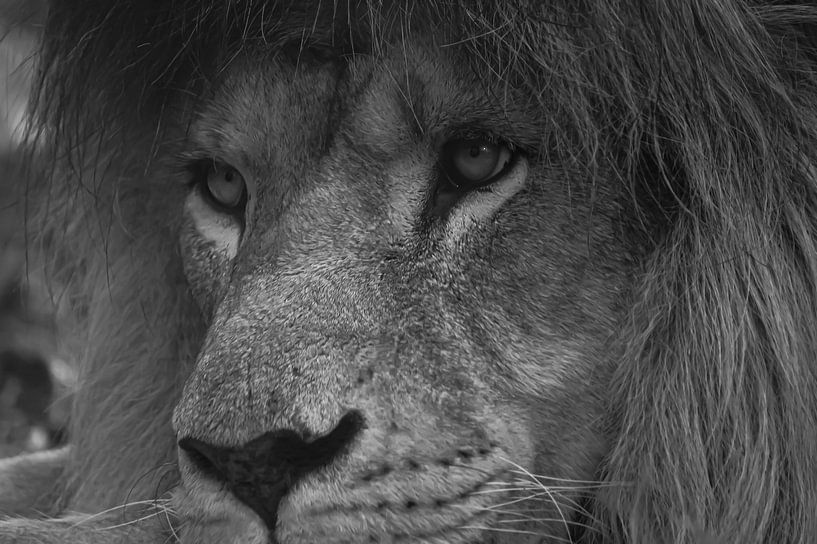 Der Löwe von Niek Traas