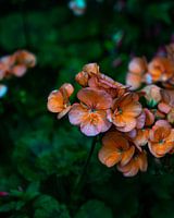 kleurrijke bloemen