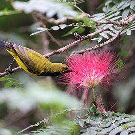 garden sunbird (Cinnyris jugularis) Queensland, Australia by Frank Fichtmüller