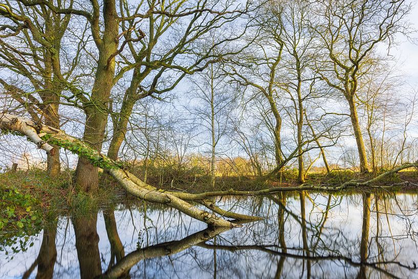 Appelbergen nature reserve - Glimmen (Netherlands) by Marcel Kerdijk